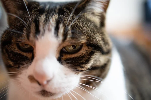 Hauskatze Japan — Stockfoto