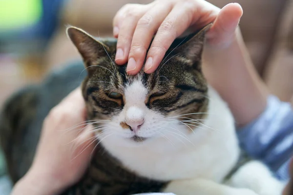 Domestic Cat Cat Owner — Stock Photo, Image