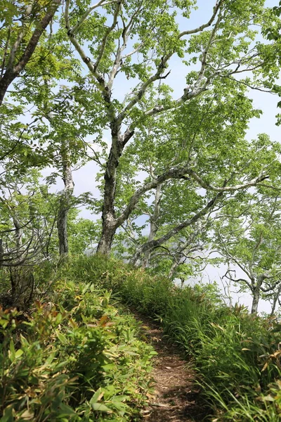 Forêt Bouleaux Blancs Montagne — Photo