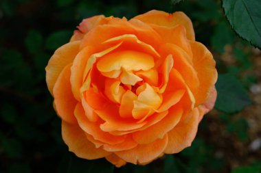 Yaz bahçesinde portakal gülü