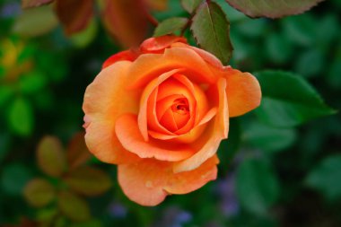 Yaz bahçesinde portakal gülü