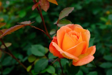 Yaz bahçesinde portakal gülü