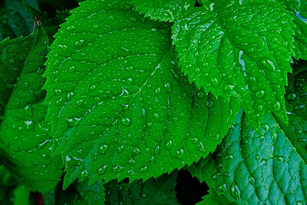 Goccia Acqua Erba Verde — Foto Stock