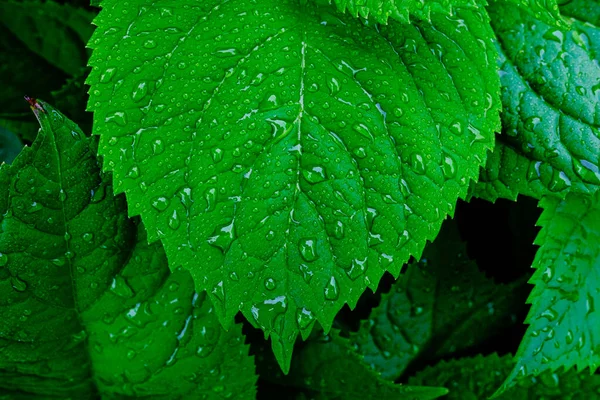 Goutte Eau Sur Herbe Verte — Photo