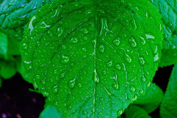 Goccia Acqua Erba Verde — Foto Stock