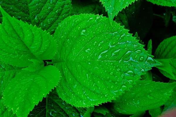 Gota Agua Sobre Hierba Verde —  Fotos de Stock