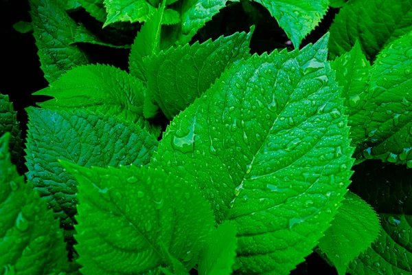 Gota Agua Sobre Hierba Verde — Foto de Stock