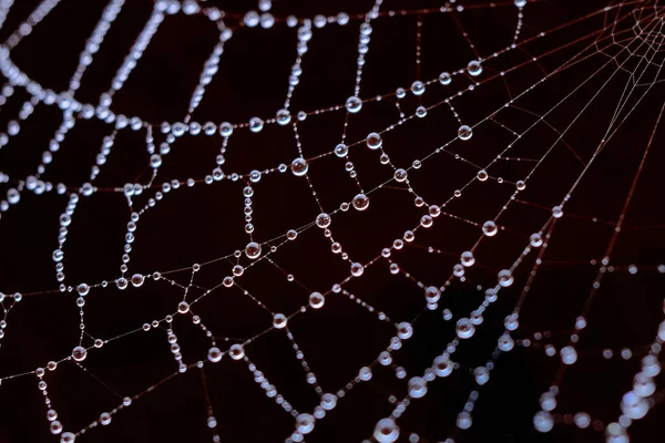 Water Drop Spider Web — Stock Photo, Image