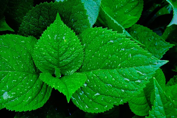 Gota Água Grama Verde — Fotografia de Stock