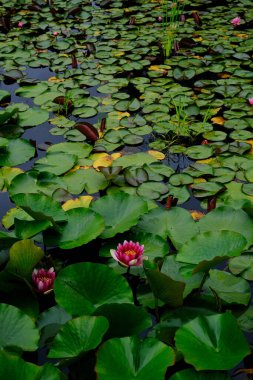 Yazın Japonya 'da nilüfer çiçeği