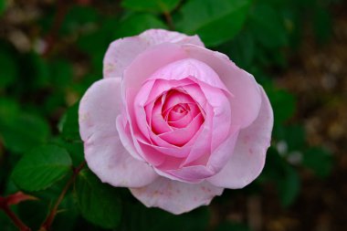 Yaz bahçesinde pembe gül