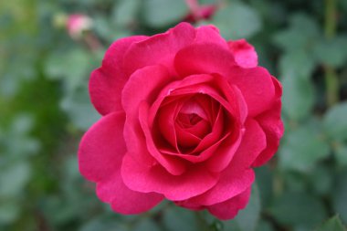 Yaz bahçesinde pembe gül