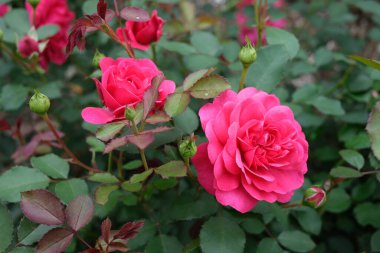 Yaz bahçesinde pembe gül