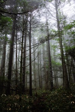 Sabahın erken saatlerinde sisli orman