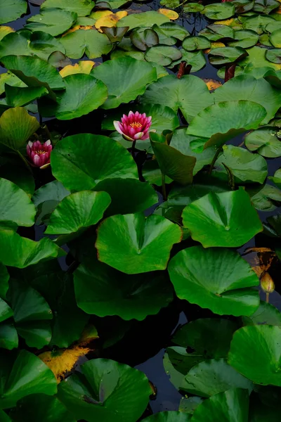 Fleur Lotus Été Japon — Photo