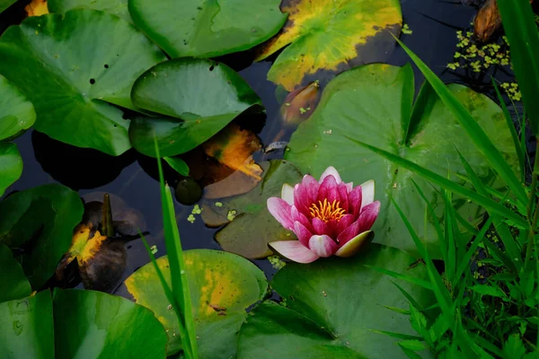 Fleur Lotus Été Japon — Photo