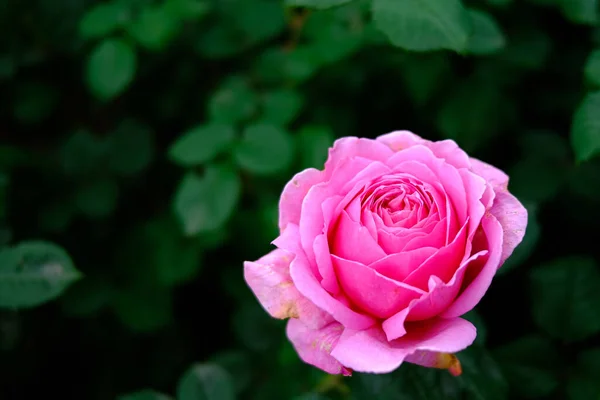 Pink Rose Summer Garden — Stock Photo, Image