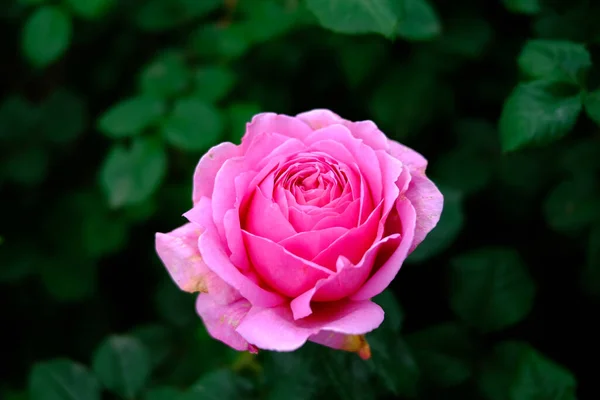 Rosa Rosa Jardim Verão — Fotografia de Stock