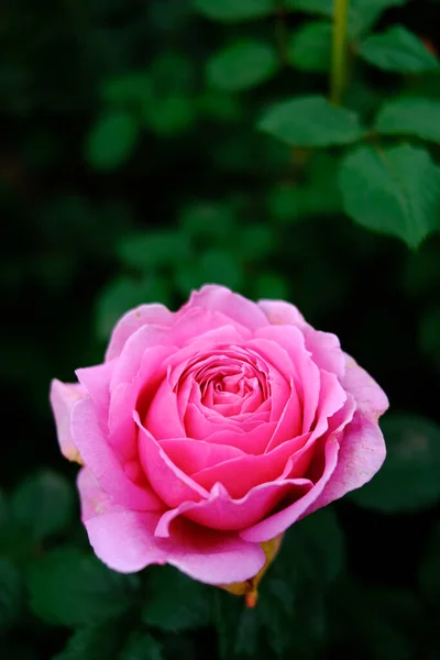 Pink Rose Summer Garden — Stock Photo, Image