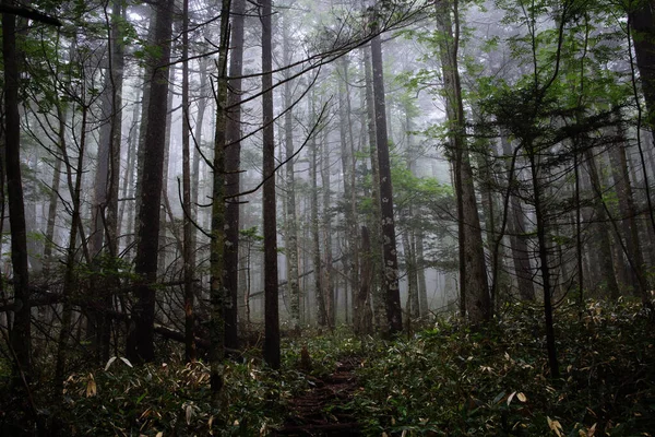 Bosque Brumoso Por Mañana Temprano — Foto de Stock