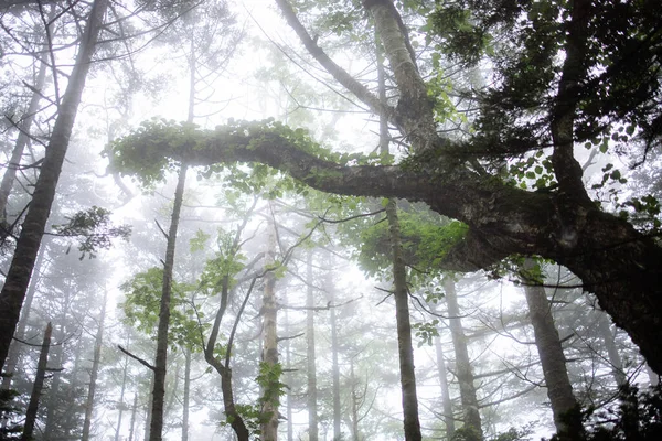 Foresta Nebbiosa Mattino Presto — Foto Stock