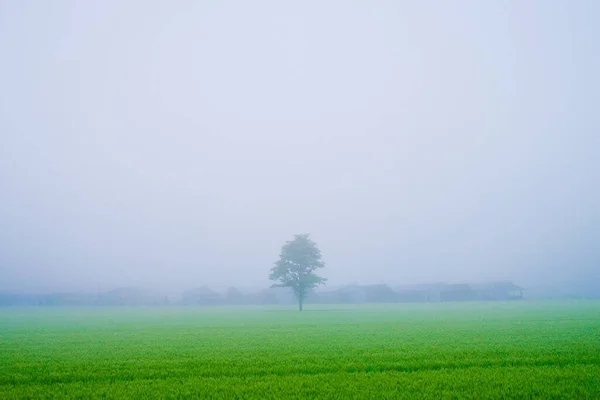 Misty Morning Country Field — Stock Photo, Image