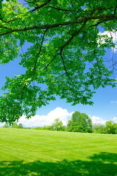 Blue Green Summer Park — Stock Photo, Image