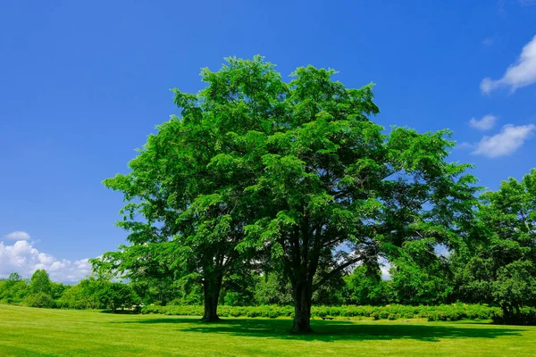 Big Tree Blue Sky — Stock Photo, Image