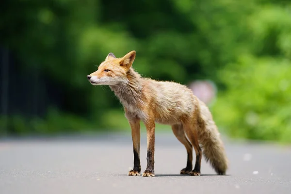 Uma Raposa Verão Hokkaido — Fotografia de Stock