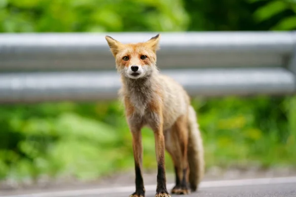 Uma Raposa Verão Hokkaido — Fotografia de Stock