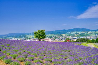 Lavanta tarlası ve büyük ağaç