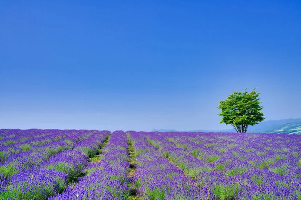 Campo Lavanda Grande Albero — Foto Stock