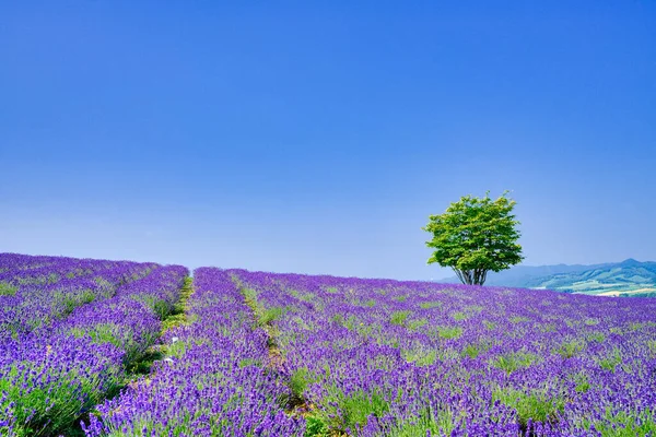 Lavender Field Big Tree — Stock Photo, Image