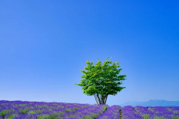 Lavender Field Big Tree — Stock Photo, Image