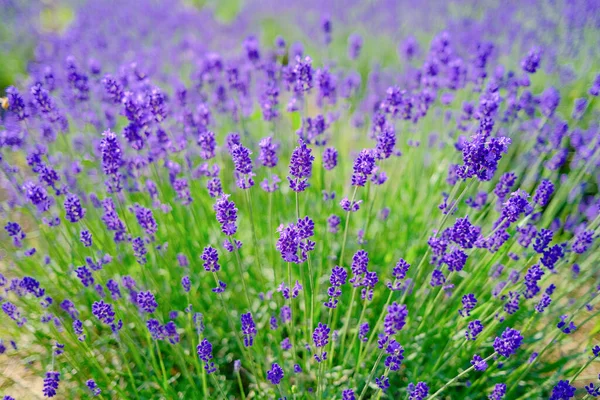 Flor Lavanda Furano Hokkaido — Fotografia de Stock