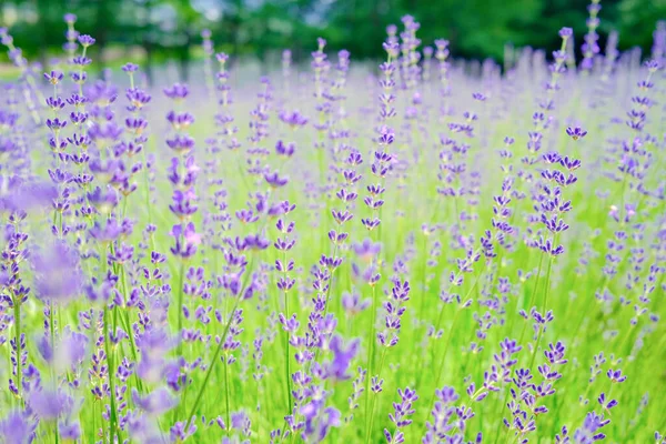 Flor Lavanda Furano Hokkaido — Fotografia de Stock