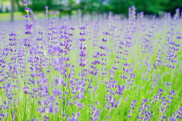 Flor Lavanda Furano Hokkaido — Fotografia de Stock