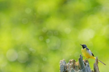 Yeşil ormandaki gri kuyruk