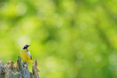 Yeşil ormandaki gri kuyruk