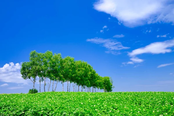 Bosque Prueba Viento Cielo Azul — Foto de Stock