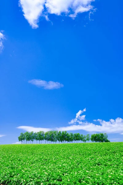 Floresta Prova Vento Céu Azul — Fotografia de Stock