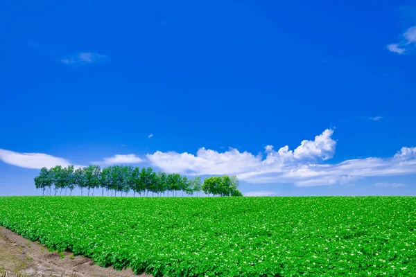Wiatroszczelny Las Błękitne Niebo — Zdjęcie stockowe