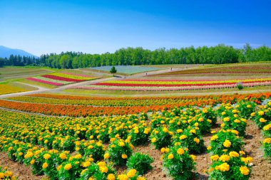 biei hokkaido 'daki çiçek tarlası