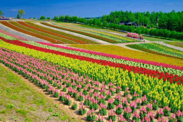 Ανθοπωλείο Στο Biei Hokkaido — Φωτογραφία Αρχείου