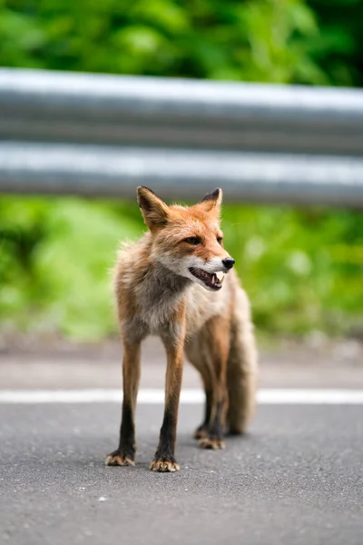 Czerwony Lis Hokkaido Japan — Zdjęcie stockowe