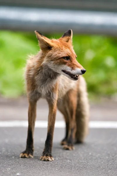 Red Fox Hokkaido Japan — Stock Photo, Image