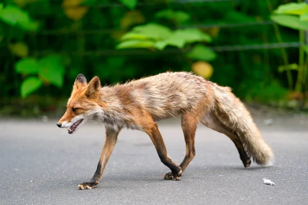 Raposa Vermelha Hokkaido Japão — Fotografia de Stock