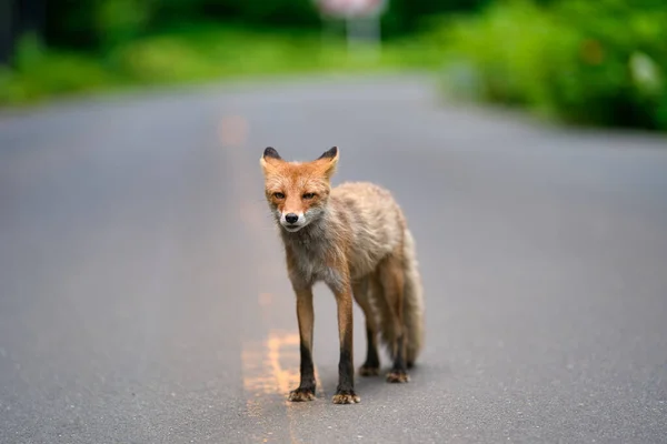 Raposa Vermelha Hokkaido Japão — Fotografia de Stock