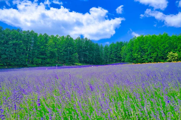 Lavender Field Hokkaido Japan — Stock Photo, Image
