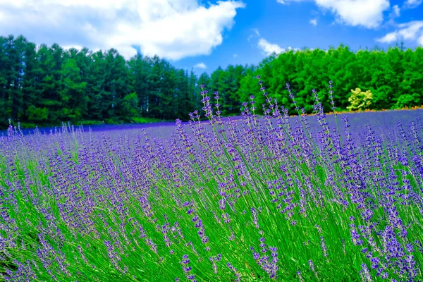 Lavender Field Hokkaido Japan — Stock Photo, Image